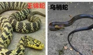 中国最大一条蛇多大 中国什么蛇最大